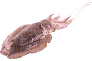 Sepia (400 - 500 gram)