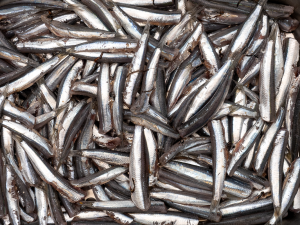 Ansjovis (100 gram)